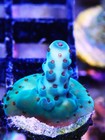 WWC Cookie Monster Acropora Frag Zoanthids Zoa Paly SPS LPS Corals, WYSIWYG — photo 2