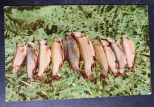 vtg postcard A Fine Catch of Trout. H. S. Crocker older chrome fish fishing