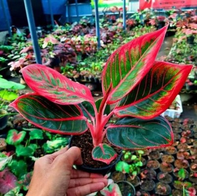 Aglaonema Khanza Exotic Foliage Rare Unique