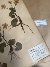 Antique Herbarium Specimens - sold individually