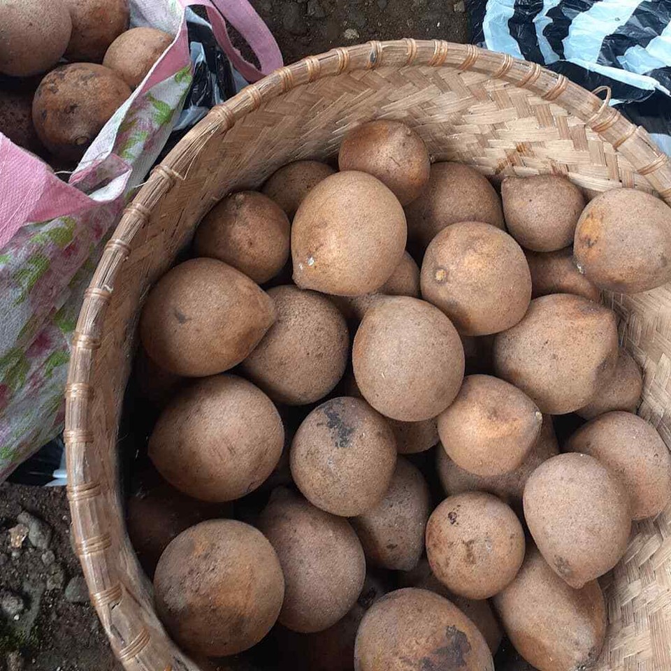 Kepel Keppel Seeds (Stelechocarpus burahol) Burahol fruit - Limited ...