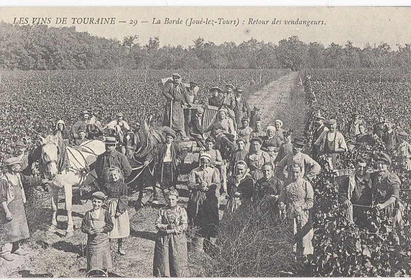 CP 37 LES VINS DE TOURAINE REPRO La Borde JOUE-les-TOURS. Retour des Vendangeurs - Photo 1/1
