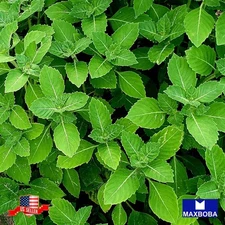 Basil 500 Seeds Holy Basil Green Leaf Non-GMO Heirloom Herb Garden