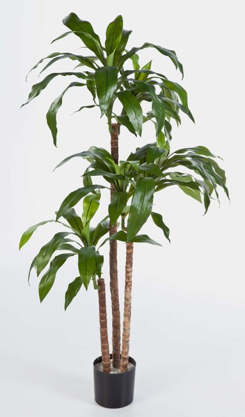 Artplants Deko Dracaena Fragrans Staude, GrüN, 150Cm-image