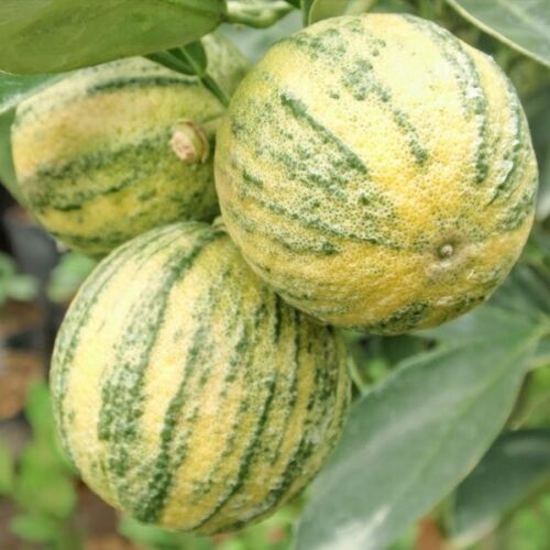 Grafted Variegated Guava Fruit tree - Fast Shipping