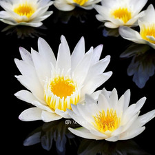Nymphaea Colossea White Hardy Water Lily