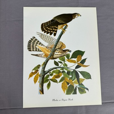 1950 Vintage Print Merlin Pigeon Hawk American Bird Art Illustration Audubon