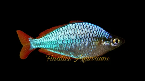 One Neon Praecox Rainbow Fish Approx 1.5-2”