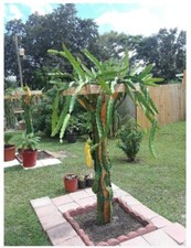 18" Dragon Fruit Cactus Plant W/Pot Hylocereus Undatus Pitaya SELF Pollinating