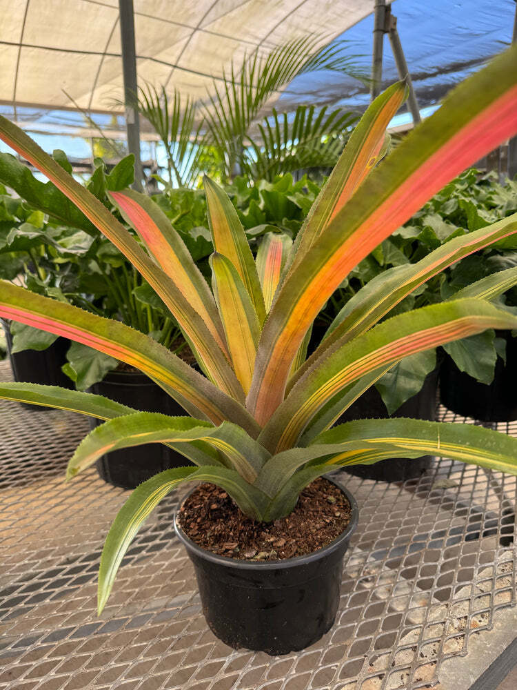 Aechmea Bromeliad Alvarez Variegated Live Plant Exotic 6-8 In Pot 17-27 ...