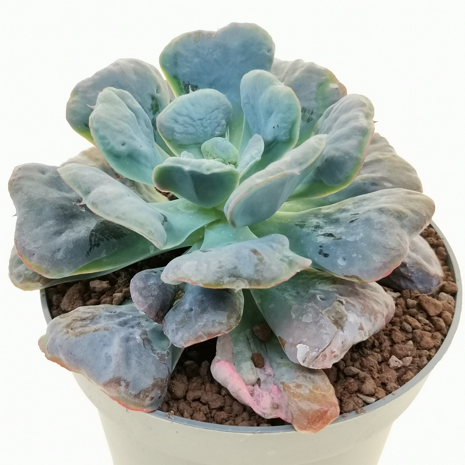 Echeveria 'Heart's Delight' f. variegated エケベリア POTØ12cm GIROMAGI Cactus eBay