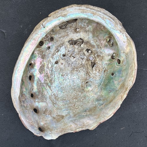 Red Abalone Shell Iridescent Vintage 9”x 7 1/2” Large (#3)