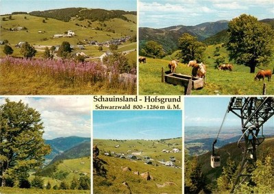 Hofsgrund Oberried Schauinsland panorama cattle pasture Schauinslandbahn