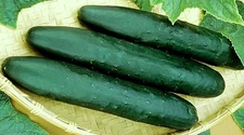  1/4 oz Cucumber Seeds, Straight 8, Non-Gmo Heirloom Seeds, Eat Fresh, 250ct