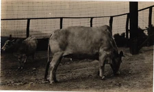 Brahman Cows Cattle Farm Yard RPPC Photo Postcard 1910-20s
