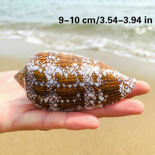 Natürlich Asprella Muscheln See Schnecke Fisch Aquarium Dekor Ornamente Multi - Bild 16 von 16
