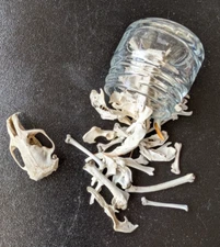 35-40 Very Good/Excellent Owl Pellet Bones/Glass Jar/ 1 Skull, Bone Brush/Chart