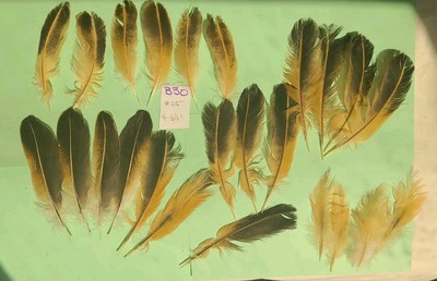 25 multicolor Chicken Feathers 4 - 6 1/2''  cruelty-free jewelry crafts B30