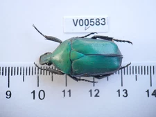 V00583. Insects, Beetles, Cetoniidae sp. North Vietnam, Ha Giang