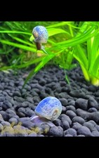 15 Live Blue Leopard Ramshorn Snails