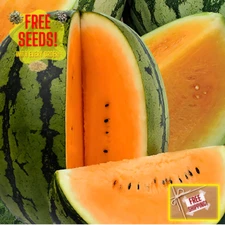 Fresh Sweet Orange Crush Watermelon Seeds | Heirloom Non-GMO | Fruit Seeds