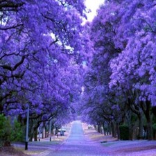 Jacaranda mimosifolia, Jacaranda blu, poui nero, Nupur - da 20 a 1000