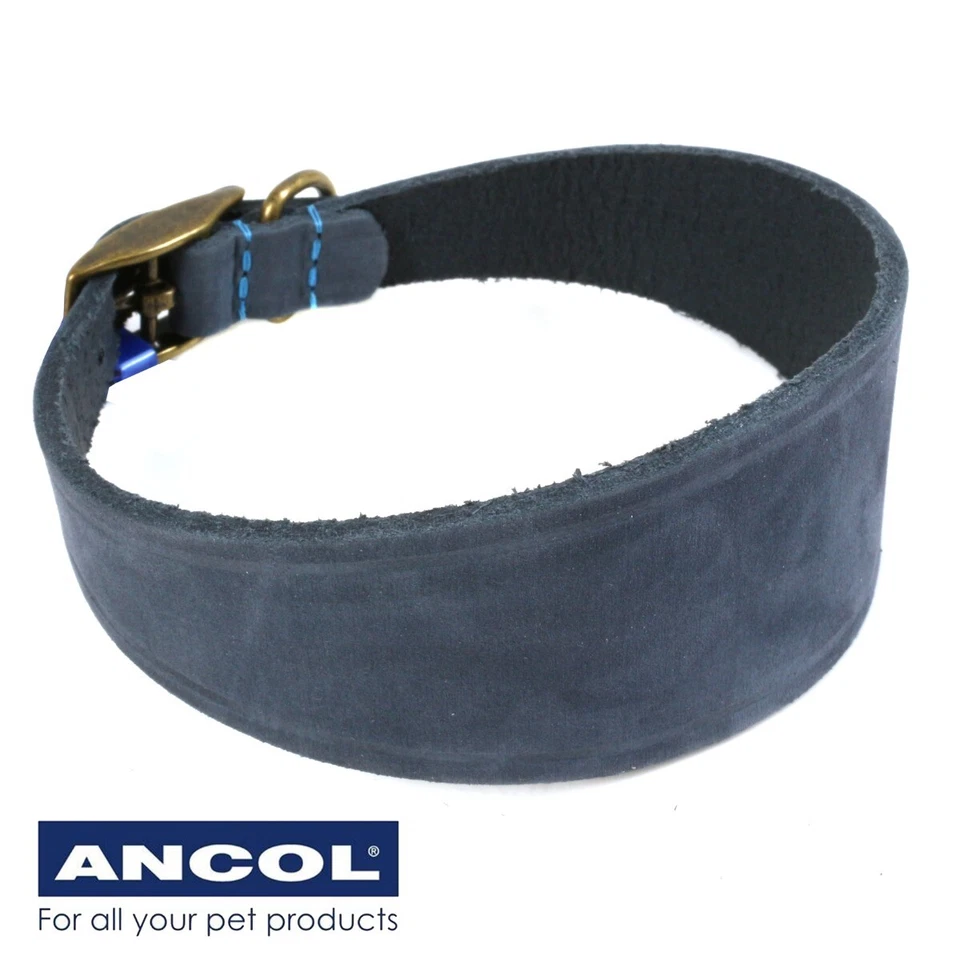 COLLAR WHIPPET DE CUERO AZUL Lebrel Lurcher Galgo Banda Cuello Ancho HECHO EN REINO UNIDO Foto 2 de 4