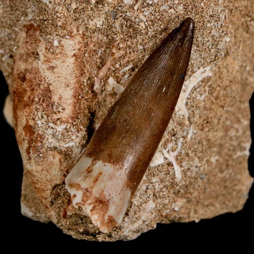 1.6" Plesiosaur Zarafasaura Tooth Fossil In Matrix Cretaceous Dinosaur Era COA - Afbeelding 1 van 10