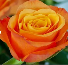 RARE ORANGE ROSE PLANT 5 SEEDS -Combined Shipping Discount USA seller