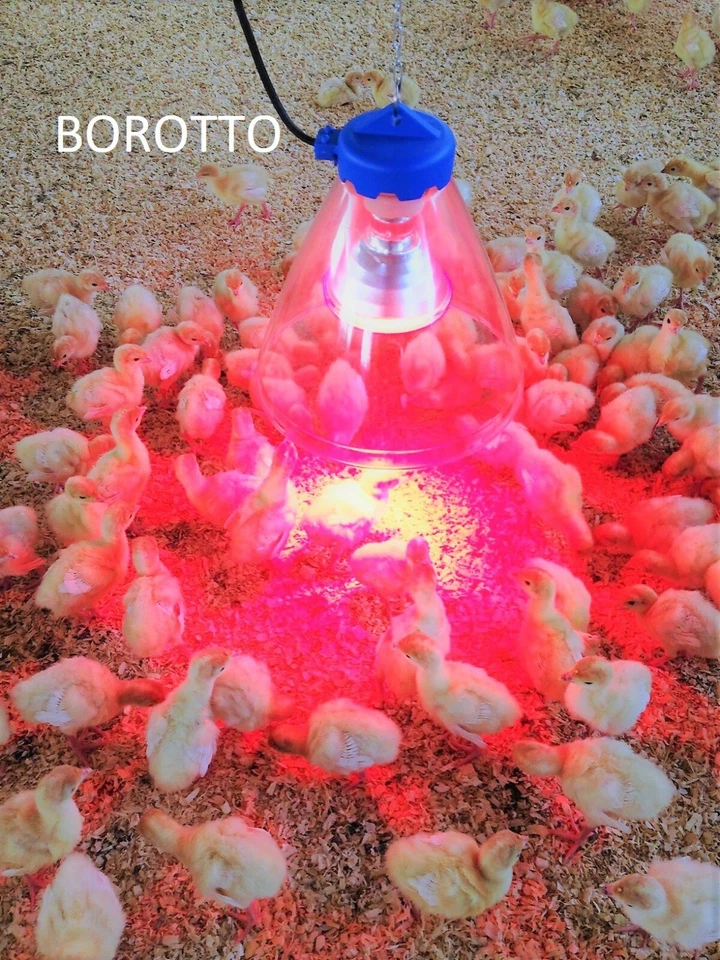 RIFLETTORE IN POLICARBONATO + LAMPADA INFRAROSSO per Pulcini dopo l'incubatrice - Immagine 3 di 4