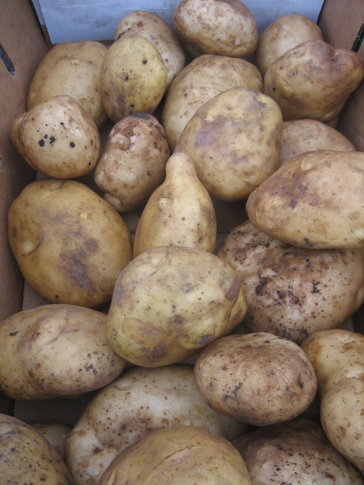 Seed Potatoes per pound lb Kennebec Red Pontiac Yukon Dakota Pearl