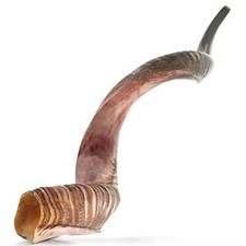 KUDU SHOFAR Authentic Kosher SIZE 15X19 in 40X50 cm