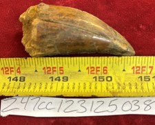 Rare Carcharodontosaurus Dinosaur Tooth T Rex Cousin 95 Mil Yrs Fossil 2 7/8”