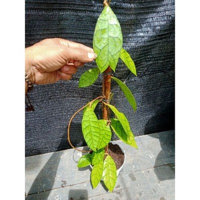 Hoya Ranauensis sp. Borneo Rare Tropical Wax Plant