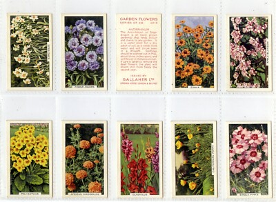 Komplettsatz, Gallaher, Gartenblumen 1938, sehr guter Zustand+ (GD2603) 48/48