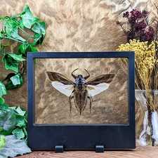 z34a Lg Water Bug Floating beetle dspy Entomology Taxidermy Oddities Curiosities