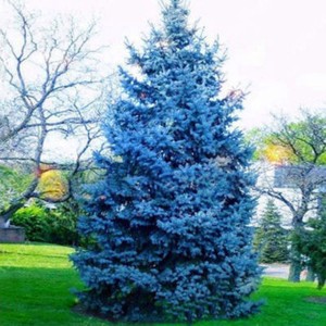 Colorado-Blue-Spruce-Picea-Pungens-Glauca-Tree-Seeds-50-Seeds
