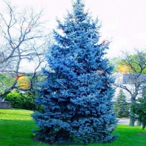 Image result for blue spruce"