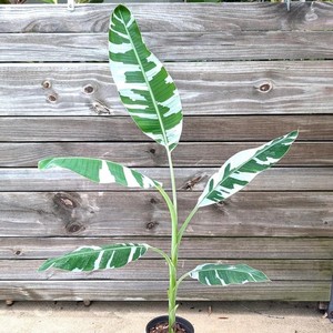 Musa Florida Variegated | eBay