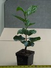 LADY IN WAITING Tropical Hibiscus -- Plant in 4.5" pot — photo 2
