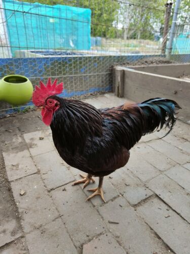 6x PURE BREED RHODE ISLAND RED “BANTAM” CHICKEN HATCHING EGGS / RHODIES / RIR - Picture 18 of 24