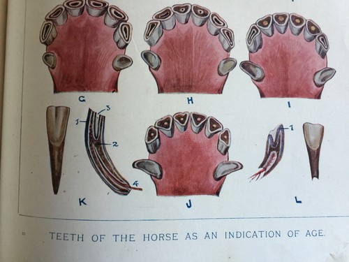 Antique 1910 Horse Teeth Print – Equine Age Diagram Veterinary Equestrian - Picture 4 of 4