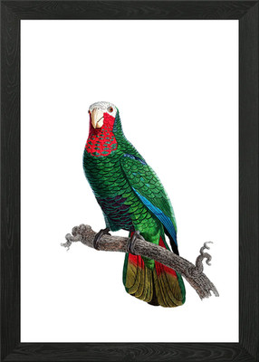 Cuban Amazon Parrot Bird Framed Wall Art Poster Canvas Print Picture