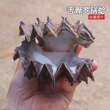 10  13cm Natural Conch Seashell Rare Clam Specimen Collectible Aquarium Ornament
