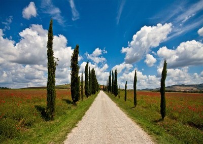 Wandkunst mit malerischem Landweg   Natur Landschaftsdruck Nature Phot
