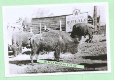 Found PHOTO Old BUFFALO RANCH at Redding California