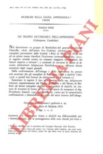 NERI Paolo - Un nuovo Ocydromus dell''Appennino (Coleoptera, Carabidae) .