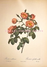 REDOUTE PINK SOFT DOWNY ROSE  Old Floral Botanical Wall Home D cor Art Print