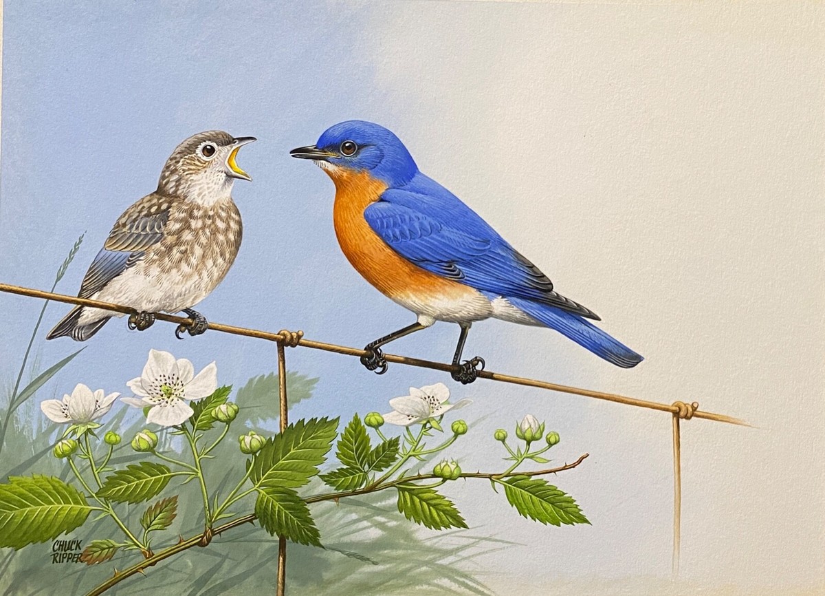 Orig. Bird Art Painting - Bluebird by Chuck Ripper, Signed, Framed