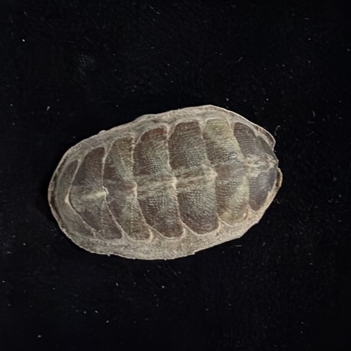 Mopalia Swanii Chiton Shells Lot Of 5 Washington 1984 (S119) - Picture 9 of 14